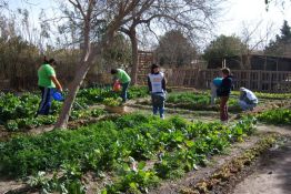 Huerta hecha en el patio de los vecinos.